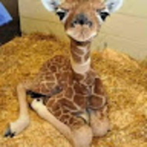 Meet your Posher, Pamela